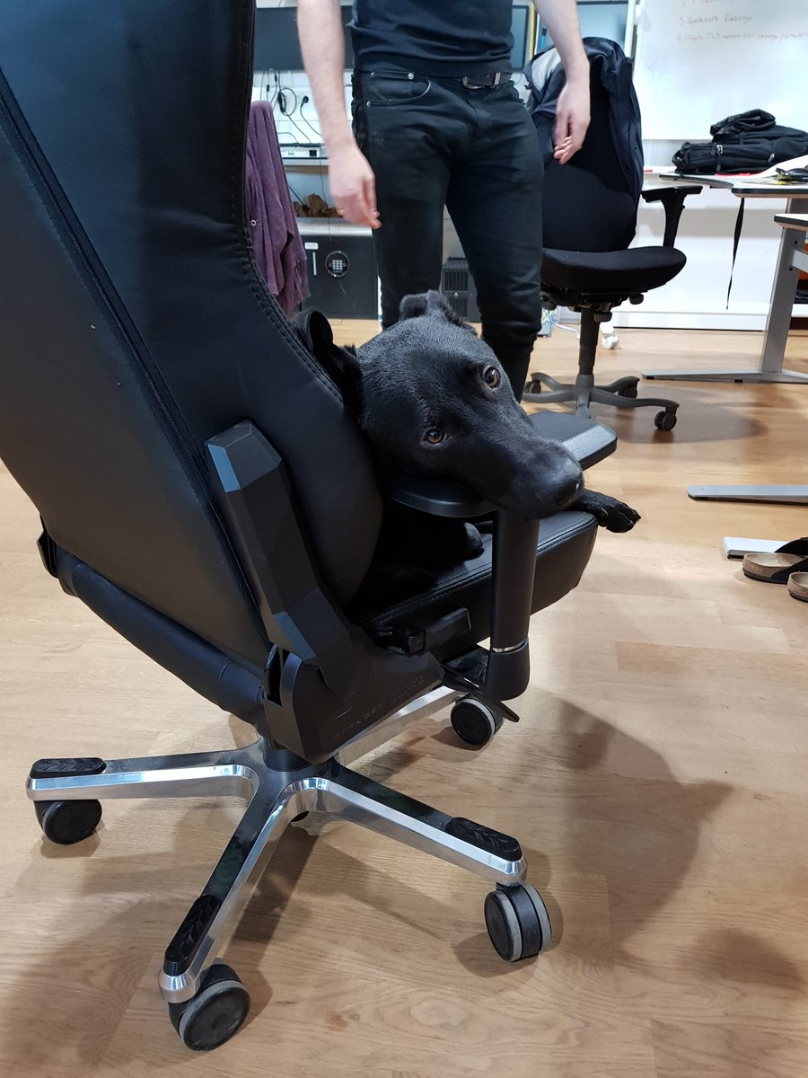 Nissvik's tweet photo. @AssistanceZiggy Mine is to always carry an #IFAK (Individual First Aid Kit) because people are idiots and you never know when that will cause problems. Yesterday after an incident with glass on the ground, mine became a #DFAK (Doggo First Aid Kit) #WednesdayWisdom https://t.co/NFwkxhh80F