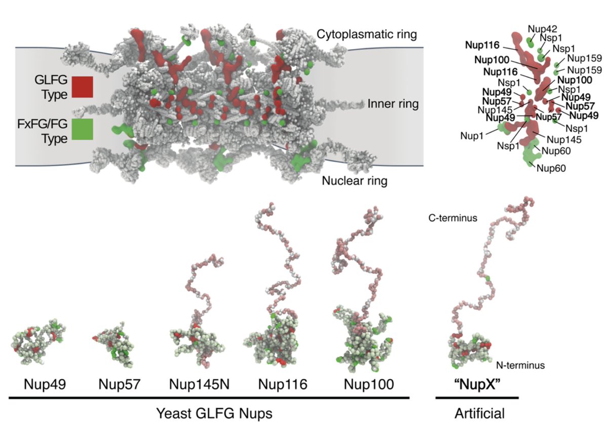 Latest paper of #CDlab on @biorxivpreprint:
A designer FG-Nup that reconstitutes the selective transport barrier of the Nuclear Pore Complex biorxiv.org/content/10.110…

Title says it all:
We design a protein 'NupX' from scratch that can constitute the essentials of the NPC.
#amazing