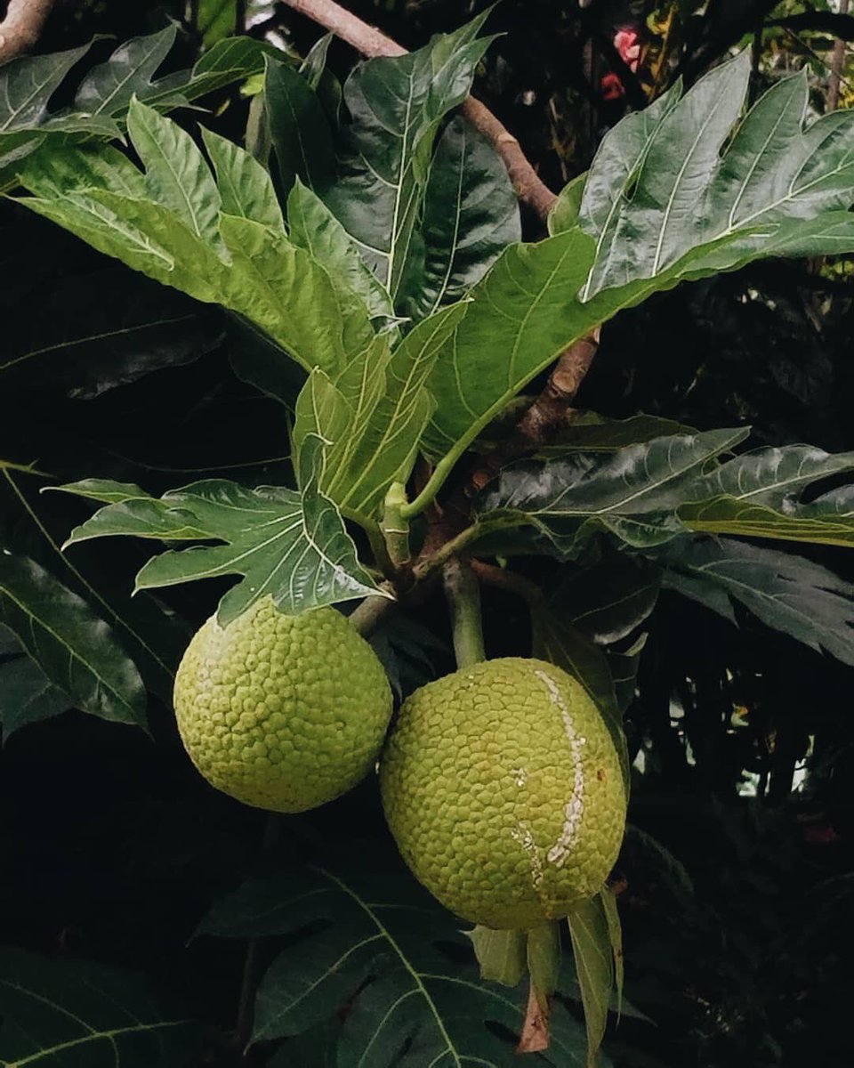 pacific_talk's tweet photo. N O S E L F C O N T R O L ... who doesn’t love #breadfruit and #breadfruitchips! Pure Pacific #comfortfood 💚 #dietstartstomorrow #papuanewguinea https://t.co/E0fgREOq7S