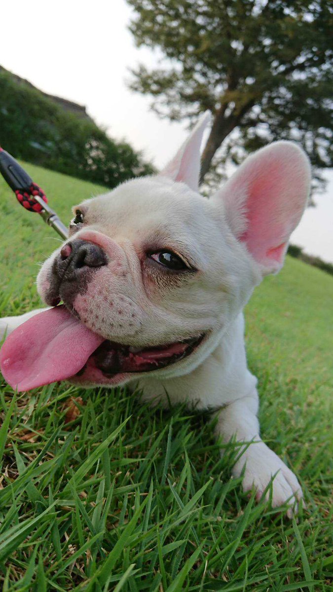 ブリーダーナビ かわいい子犬を毎日掲載中 على تويتر たくさんの笑顔が増えますように ブリーダーナビ 笑顔 笑顔の日 笑顔の日なのでスマイルください フレブル 柴犬 ポメラニアン ミックス犬