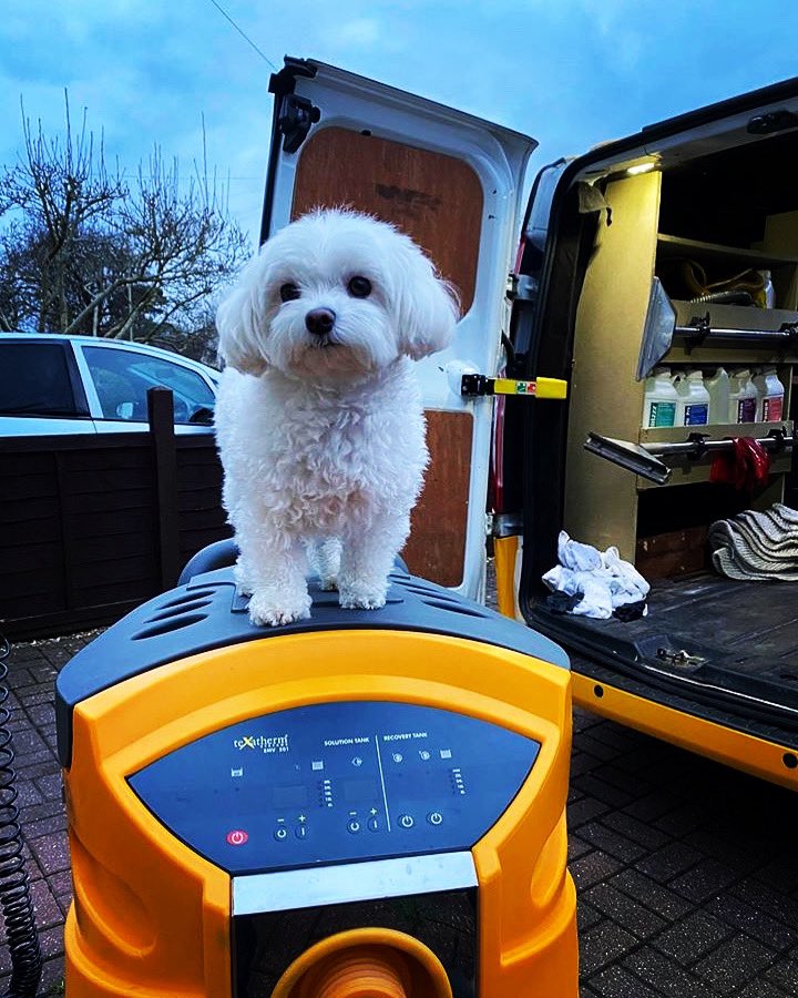 Texatherm's tweet photo. Itβs always good to have a helping hand π
#texatherm #texathermemv #professionalcarpetcleaning #professionalcarpetcleaners #professionalcarpetcleaner https://t.co/abuMYns8rp