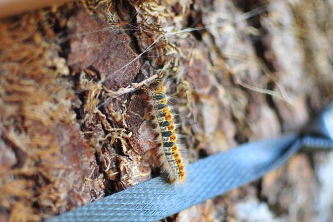 Jardipartage's tweet photo. La lutte contre la #chenille #processionnaire du pin se fait en deux temps: sur les chenilles en hiver et sur les papillons en été. #jardin #ravageur https://t.co/KNozRt9F9I https://t.co/D1hRZkuli3