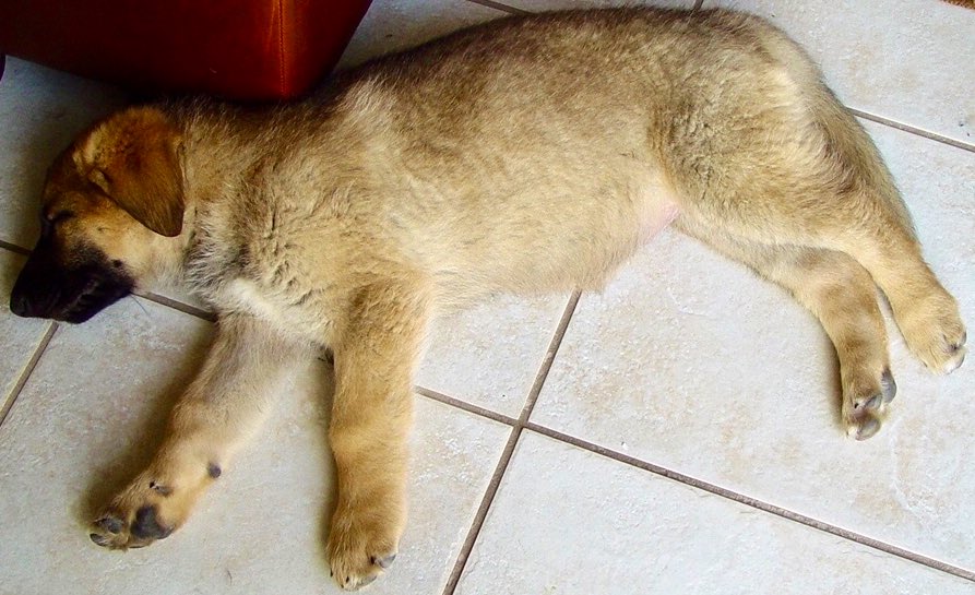 _Radjin_'s tweet photo. #Random_Photo time again and a #blastfromthepast: Meet Griefer, our German Shepard when he was a pup. R.I.P. my friend. #GermanShepherd ~ https://t.co/vEh5XY2Iki ~ https://t.co/0Rvoe1pKQD