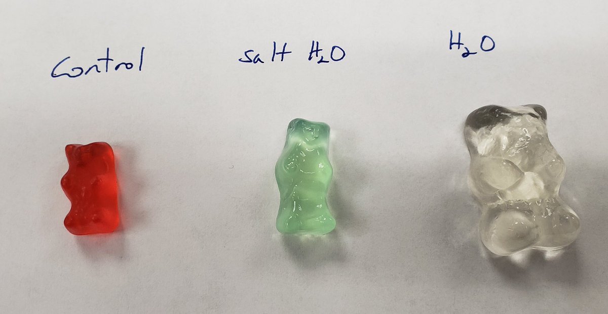 Dan Quinlan (@dquinlanmms) on Twitter photo 8G science #MakingMindsStronger this wk w gummy bear osmosis lab. Explain like a scientist. #engagedlearning #handsonlearning <a href="/MMS_Mexico_MO/">Mexico Middle School</a> 8G science #MakingMindsStronger this wk w gummy bear osmosis lab. Explain like a scientist. #engagedlearning #handsonlearning <a href="/MMS_Mexico_MO/">Mexico Middle School</a>