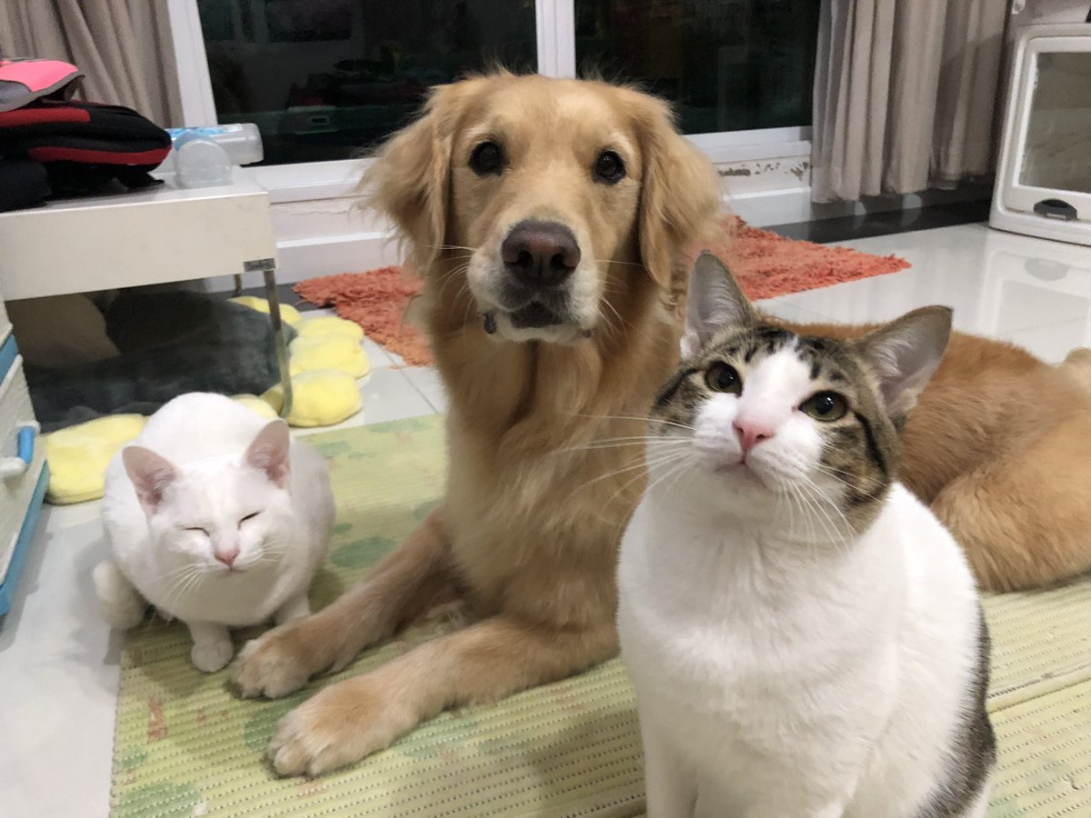 G_Retrieverz's tweet photo. 😂 #CatsOfTwitter #dogsoftwitter #Caturday https://t.co/3mtO04xD4y