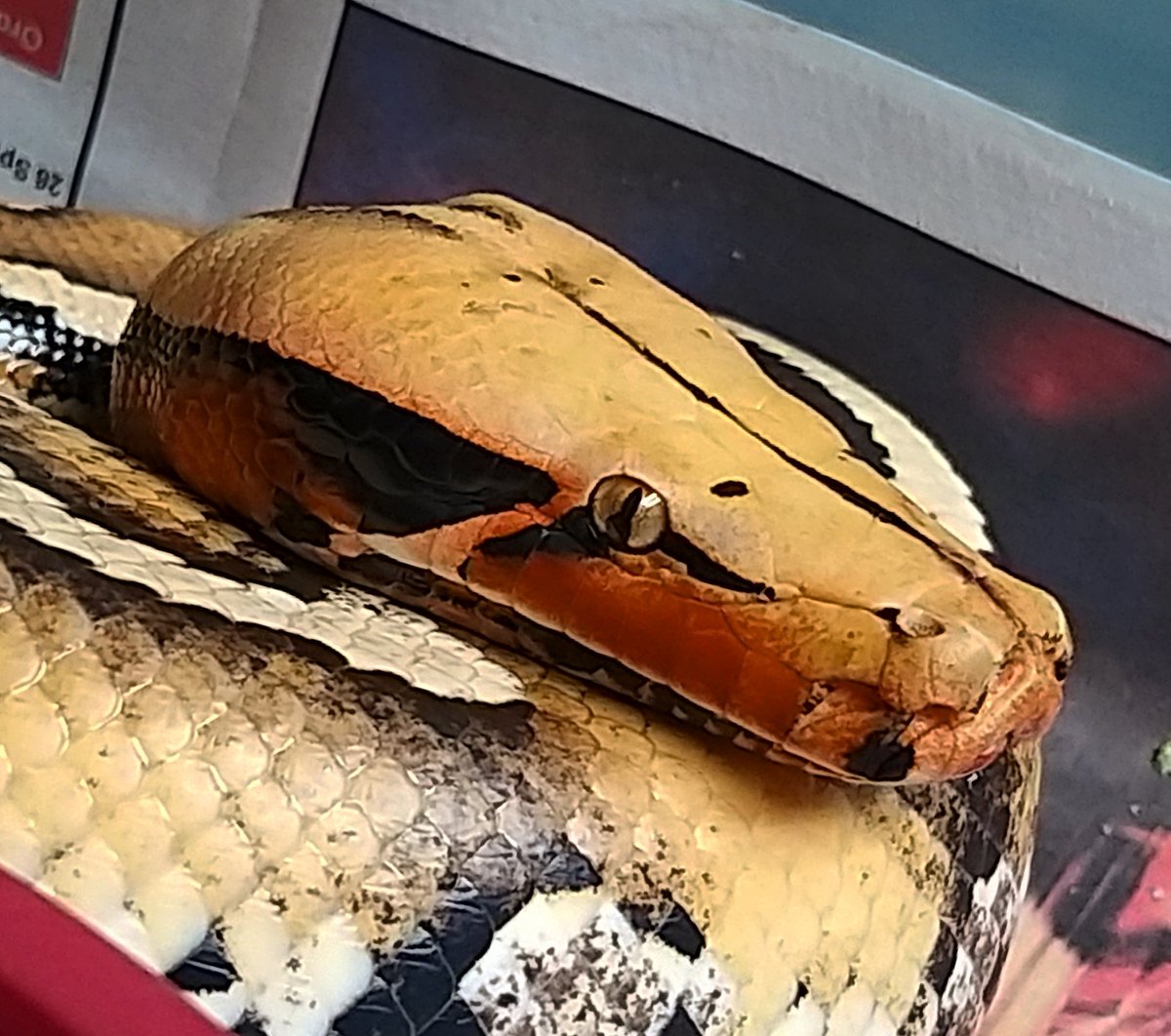 Robiscreeping's tweet image. Eye of Horus.
#borneo #borneoshorttailpython #eyeliner #wing #snake #pythonbreitensteini #NOTABLOOD