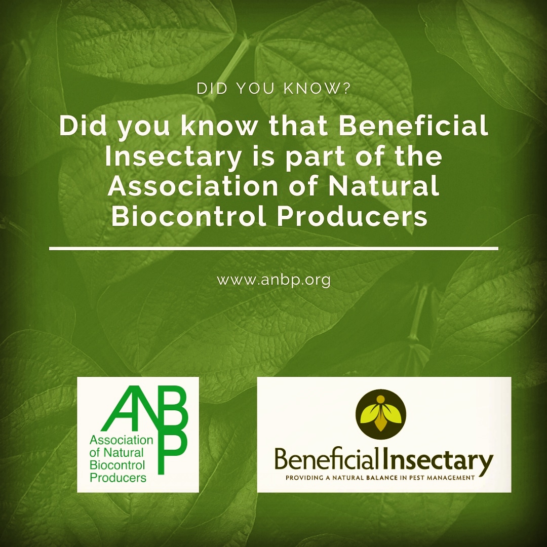 Did you know that Beneficial Insectary is part of the ANBP?
The Association of Natural Biocontrol Producers (ANBP) is a professional association representing the biological pest management industry.
#anbp #associationofnaturalbiocontrolproducers #biocontrol #beneficialinsects