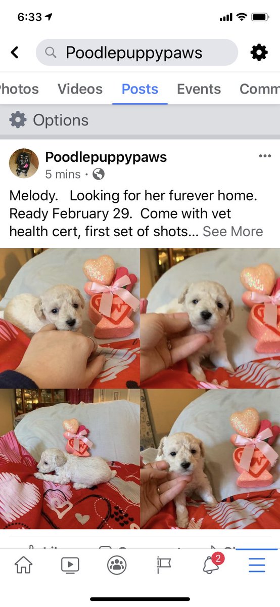JansSerenity's tweet photo. Looking for her furever home. https://t.co/recjfKVzQK