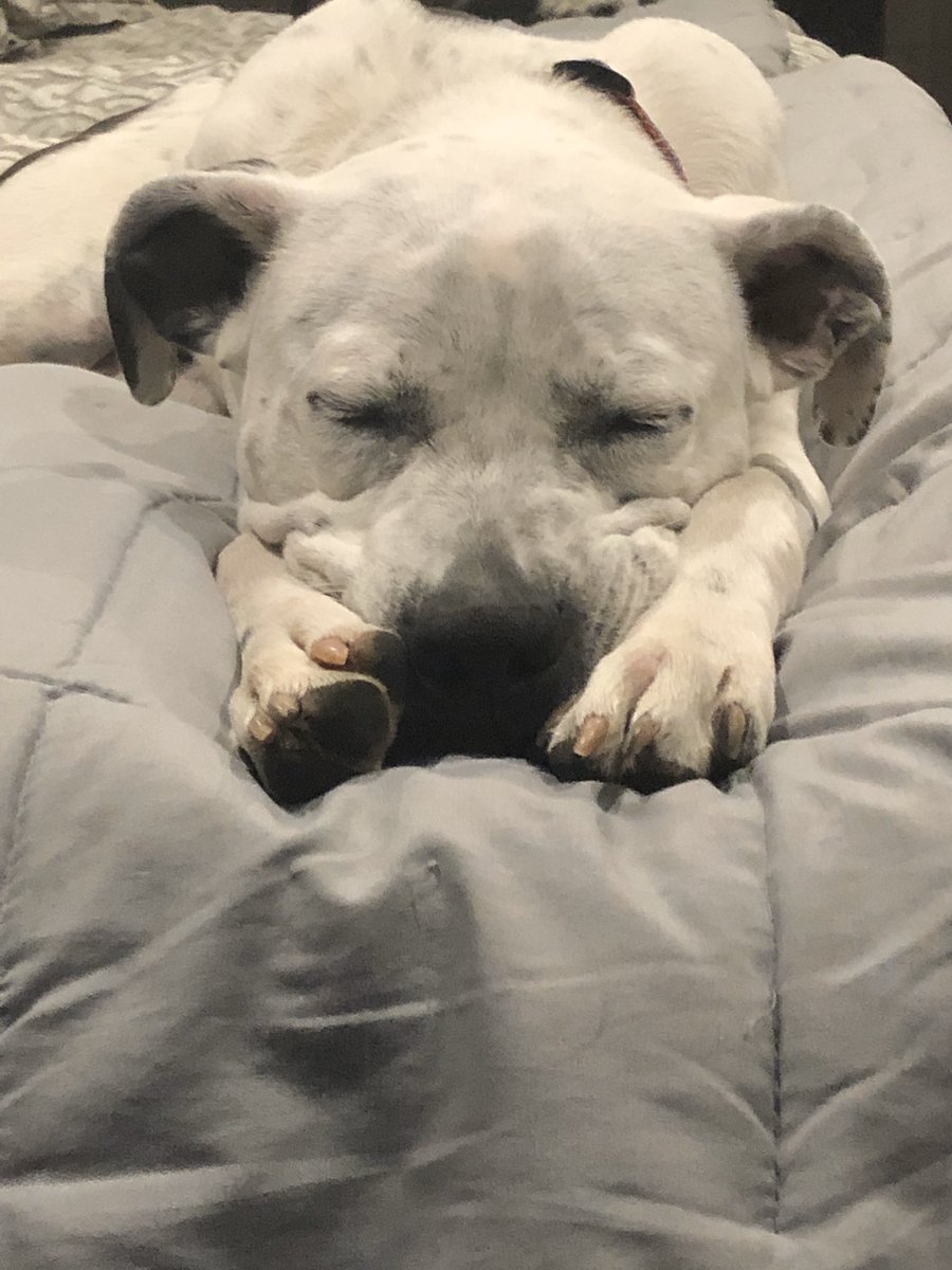 _emilyervin's tweet photo. Just ordered Oreos breed DNA test so everyone put in your bets of what you think he is now😂😂🐶 https://t.co/pS8IIgEPzZ