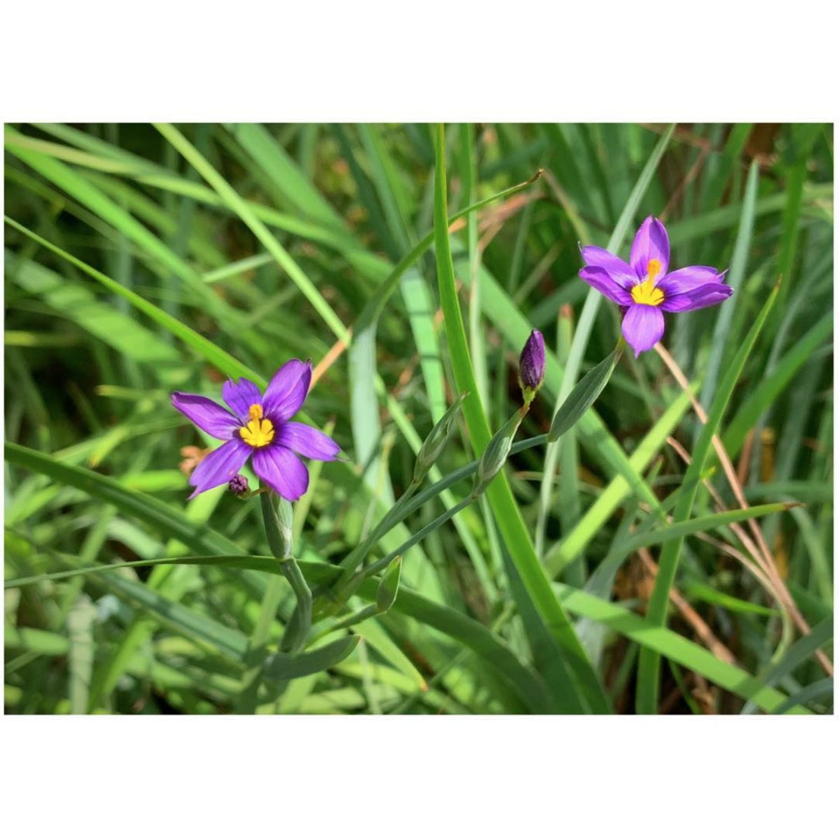 wild_yards's tweet photo. Stop It. Seriously. You’re Killin’ me
.
California Blue-Eyed Grass. Full to part sun, hide and seek seasonal dainty little heart breaker. And fire resistant to boot. https://t.co/zV0Ak7vgrO