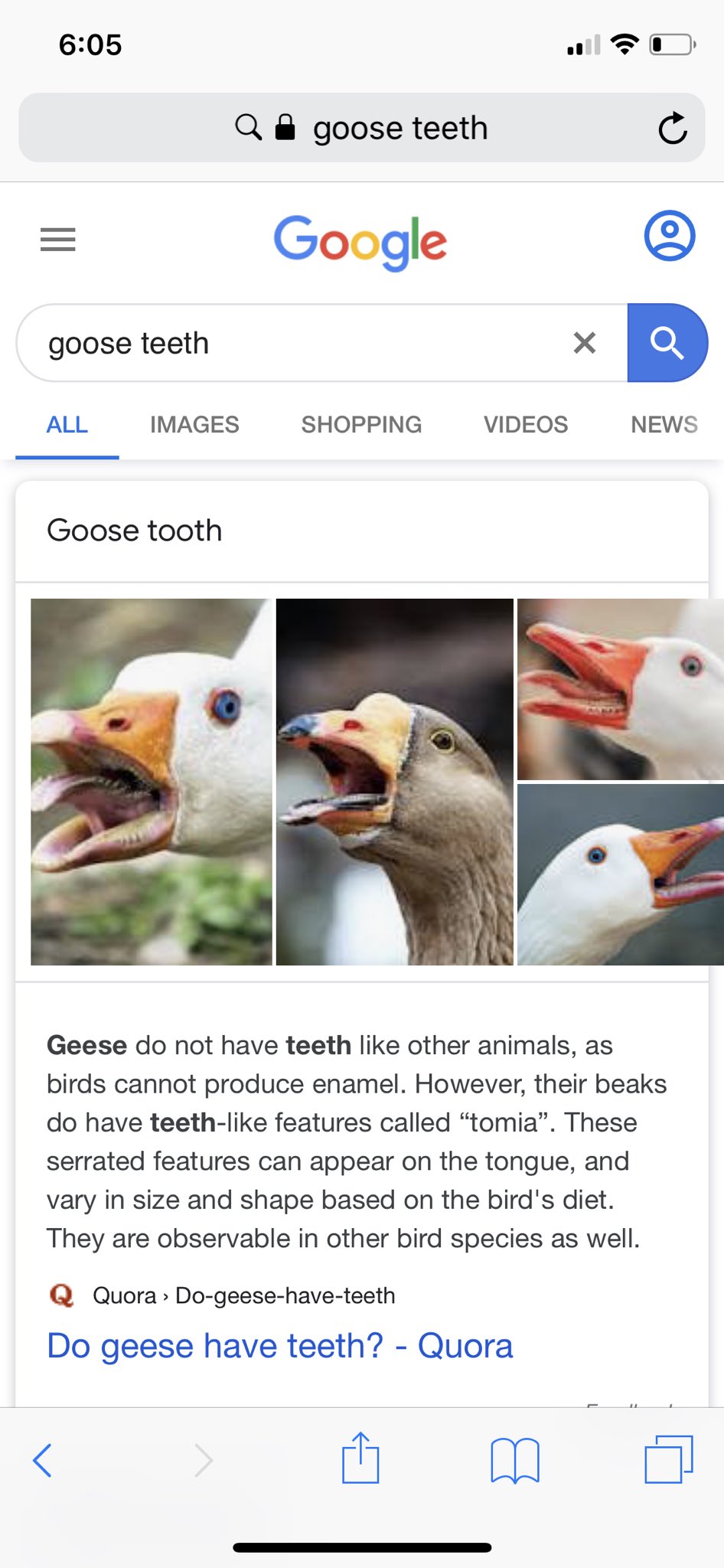 Inside Of A Goose Mouth