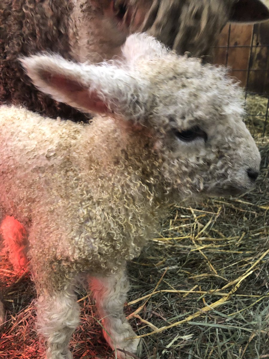 breakthroughslp's tweet photo. What do a newborn baby lamb and speech therapy have to do with each other?
This summer I will be hosting farm based language groups. A nurturing and natural environment for exploring language #farm #SLP #speechtherapy #AAC #experience #language #talk https://t.co/WBkLJSjYeO