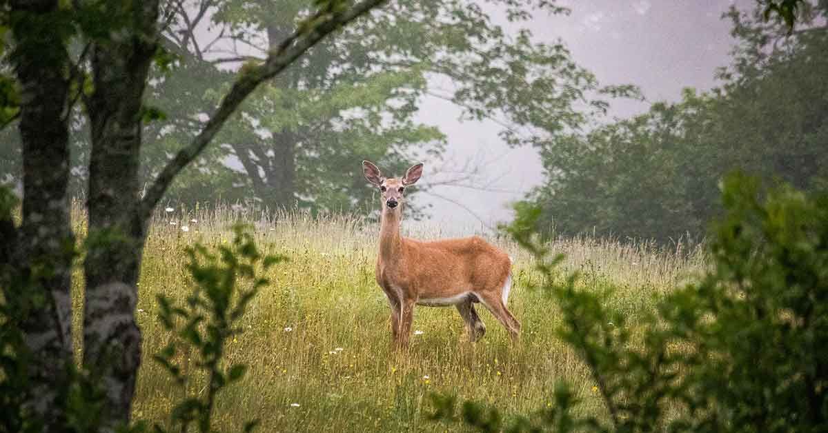 WorkCabinCA's tweet photo. New #conservation job posting at WorkCabin > Environmental Stewardship Technician - Lower Trent Conservation @LowerTrent Trenton, ON https://t.co/dkJK4IRNow https://t.co/vyUV8S9VFm