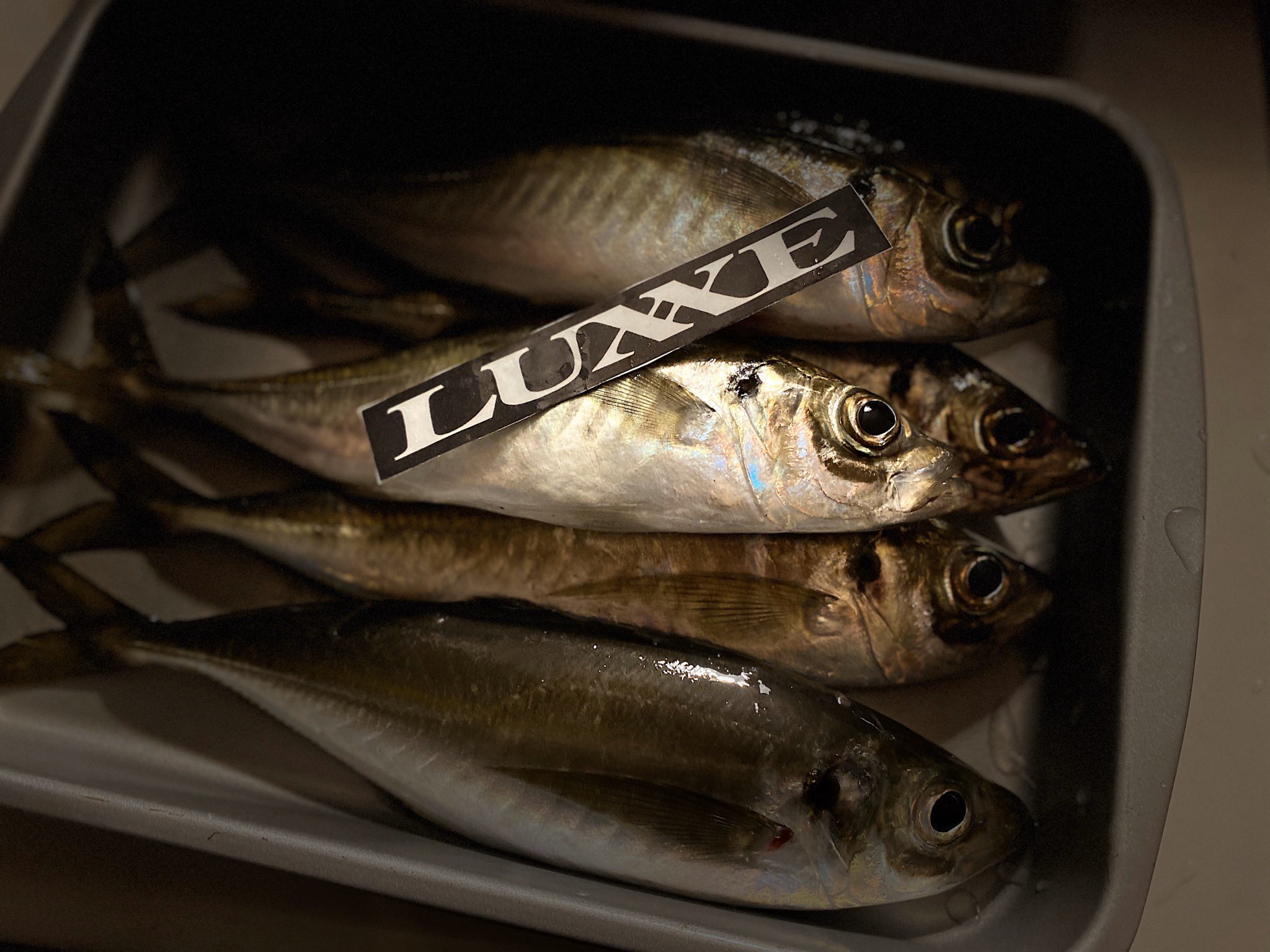 豆アジ弾丸 Twitter Search Twitter