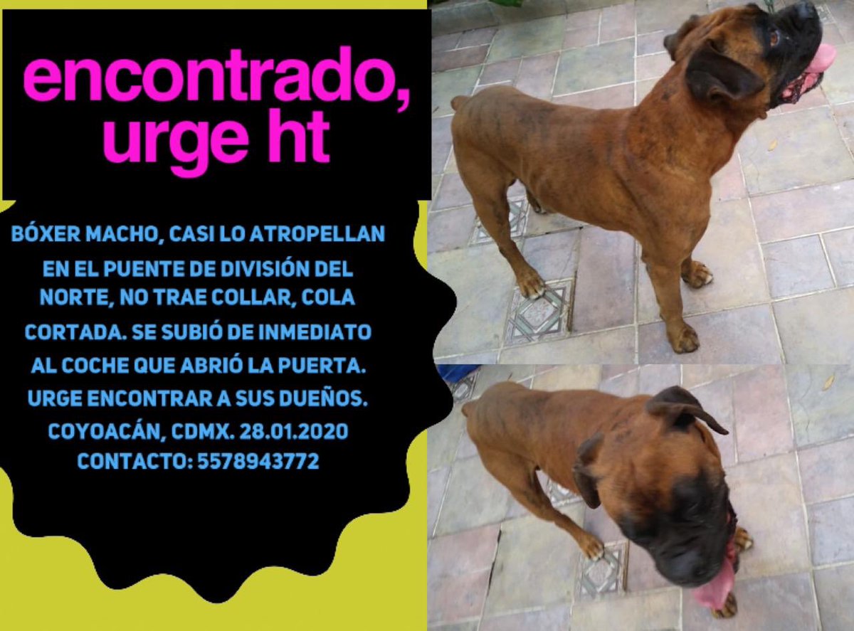 MascotaCoyoacan's tweet photo. #ENCONTRADO bóxer en División del Norte y Tlalpan. Urge encontrar a sus dueños y hogar temporal mientras aparecen.

Por favor, compartan para que regrese a casa! https://t.co/rA0VdnOXQQ
