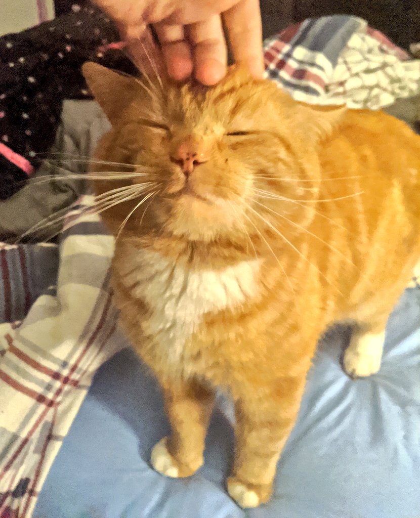 Bilbo stands on a bed and gets gentle head scratches as he smiles with closed eyes. He says "I'm warm, I'm safe, I'm happy, I'm loved!"