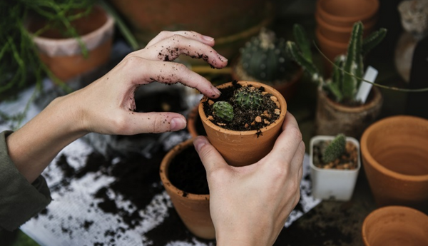 AptsForRent's tweet photo. Here’s a look at some foliage to brighten even the darkest apartments.
https://t.co/5mJ4jmQKVS #plants #greenthumb https://t.co/4jgg2Z30J0