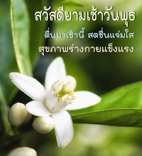 PapSaturday18's tweet photo. สวัสดีเช้าวันใหม่.. https://t.co/hfbFdIRCic