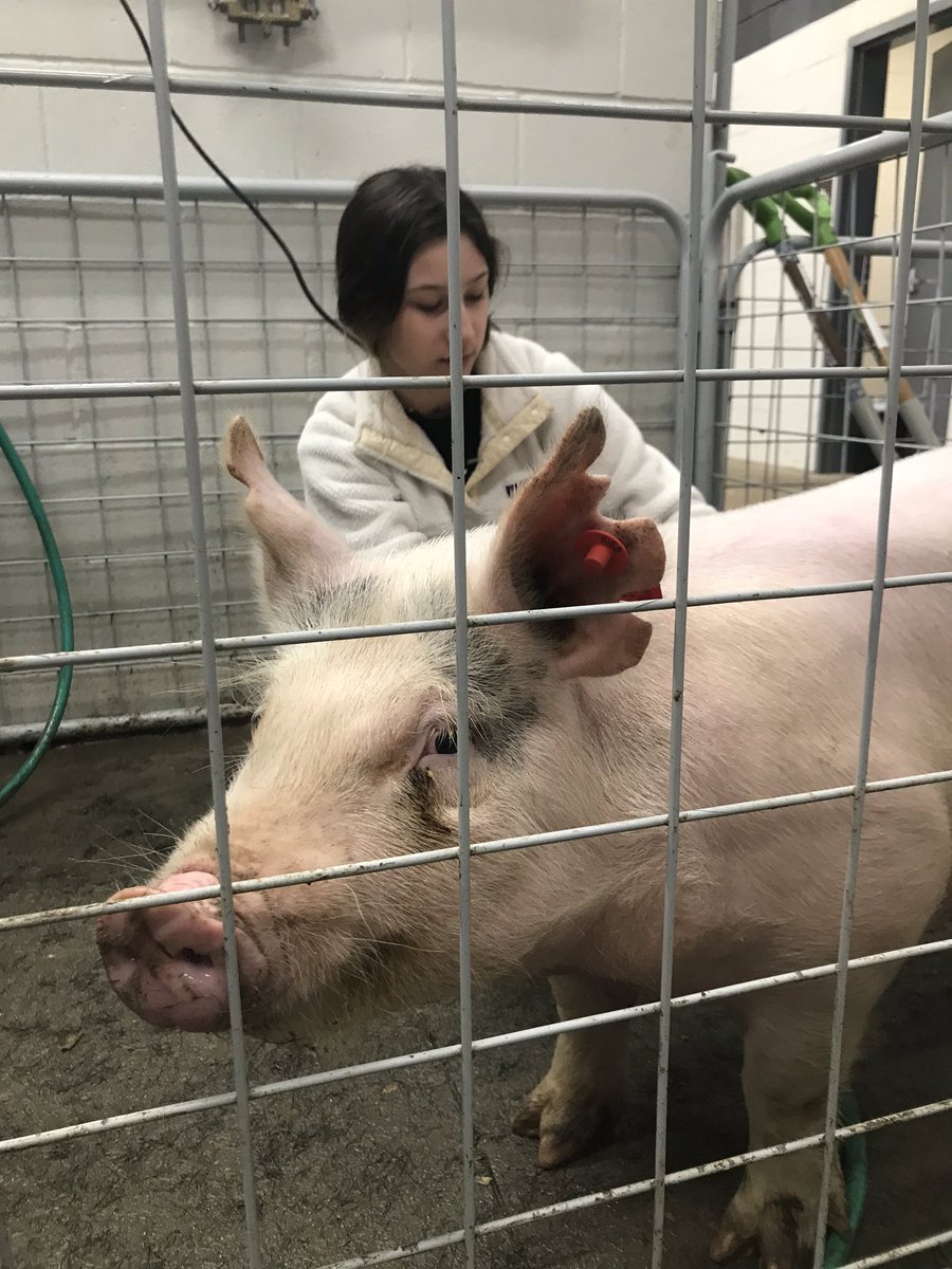 Mrs_Topa's tweet photo. Busy day 2 clipping Hogs! Katie is doing a great job with her pig, Oliver! #oakffa #kleinoak https://t.co/AI5PC5GJaF