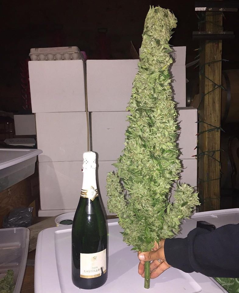 StrayCatRoss's tweet photo. This bud for you https://t.co/DVDNbaCzep