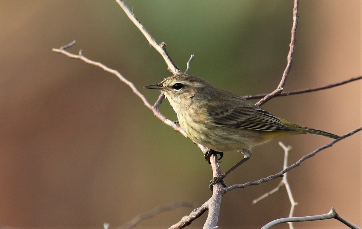 Palm Warbler, a small migratory songbird