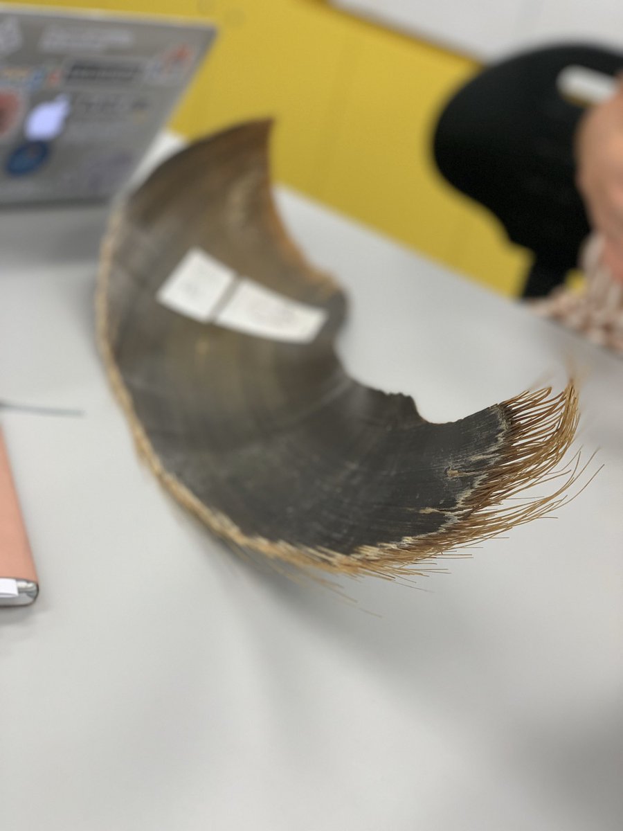 Chloe Rosenfeld tweet media