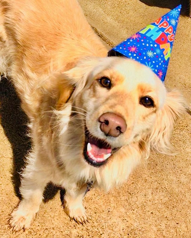 SurfdogTurbo's tweet photo. Wishing my baby sister a Happy 5th Birthday today and finding it hard to believe that very soon we will be celebrating her #gotchaday from four years ago!
🎉 🐾 👸🏼 🎂 🎉
#happybirthday #nixie #pocketprincess #minigolden #hrh https://t.co/nGauZ3Ee0a https://t.co/yJfFNfkYhY