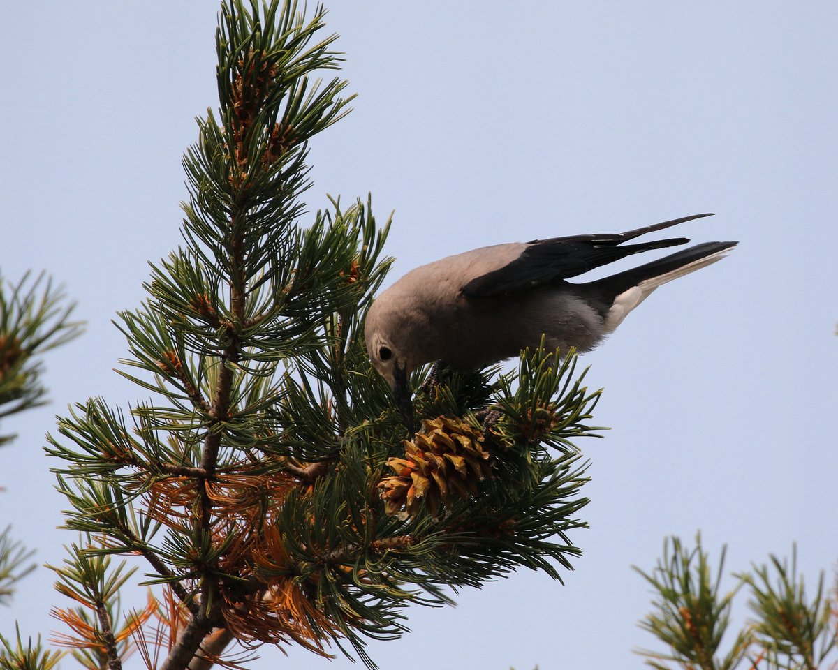Clark's nutcracker pecking at pine cone on a tree