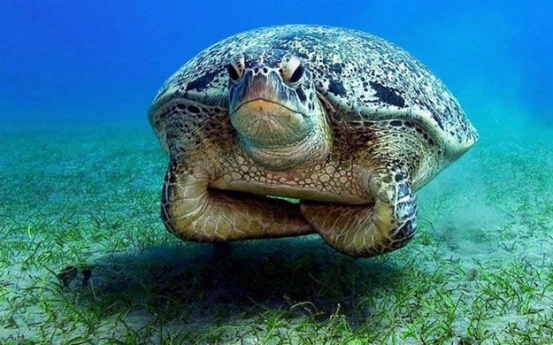 SeacoastScuba's tweet photo. Grumpy faced sea turtle has me π, but that #buoyancy though, #divegoals. Happy #TurtleTuesday!
#SeacoastScuba #scubalove #diveinstructor #divelifestyle #seaturtles #scuba #scubadiving #openwaterdiver #learntodive #divein #oceanlove #seacoastnh #southernmaine #portsmouthnh https://t.co/6AcoLTdqpF