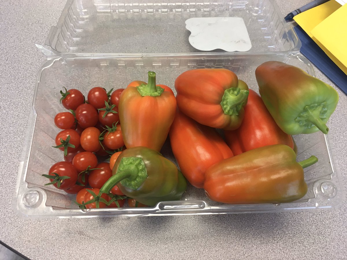 Sick of all the snow? We were so excited to return to our classroom after over a week off to find these beauties! <a href="/littlegrnthumbs/">Little Green Thumbs</a> <a href="/AITCNL/">Agriculture in the Classroom NL</a> @ElizabethParkEl #classroomgarden #indoorgarden #growingpeppers #growingtomatoes #gradefour
