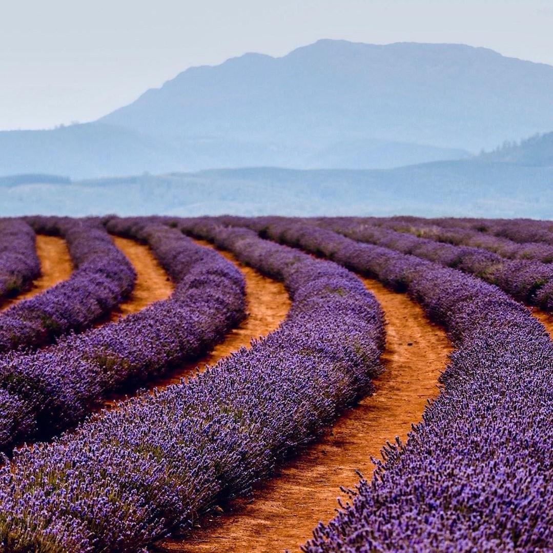 One of the best ways to support #Australia right now is to keep visiting – This week we’re strolling through lavender fields in <a href="/tasmania/">Discover Tasmania</a> 💜 

(via IG/chelseakolb captured this vibrant scene at <a href="/Bridestowestate/">Bridestowe Estate</a> last week)

#seeaustralia #HolidayHereThisYear #discovertasmania