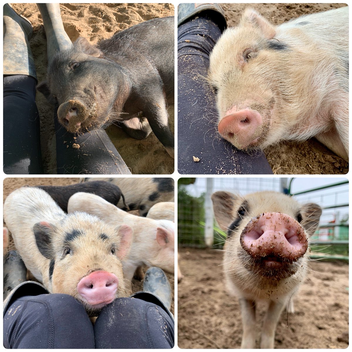 Does loving-on sweet little faces like these seem like a good time? Then we have some GREAT news for you! We need piggy cuddlers!

Visit qoo.ly/344ivc to sign up!

Can't come visit? You can still make a difference in their Cottonbranch.org/give paypal.me/cottonbranch