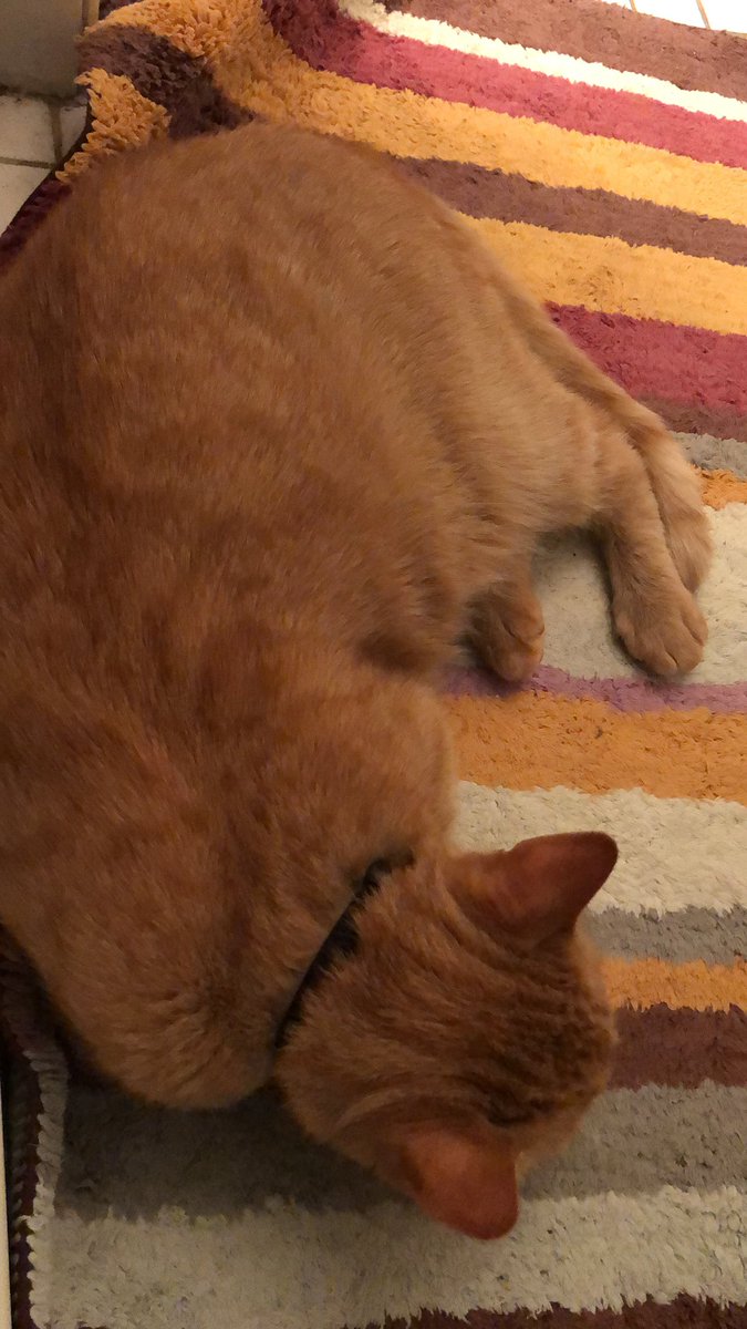 lifewithRemy's tweet photo. Faithful companion keeping me company while I soak. #WolfgangAmadeus https://t.co/QKCAyCWfy2
