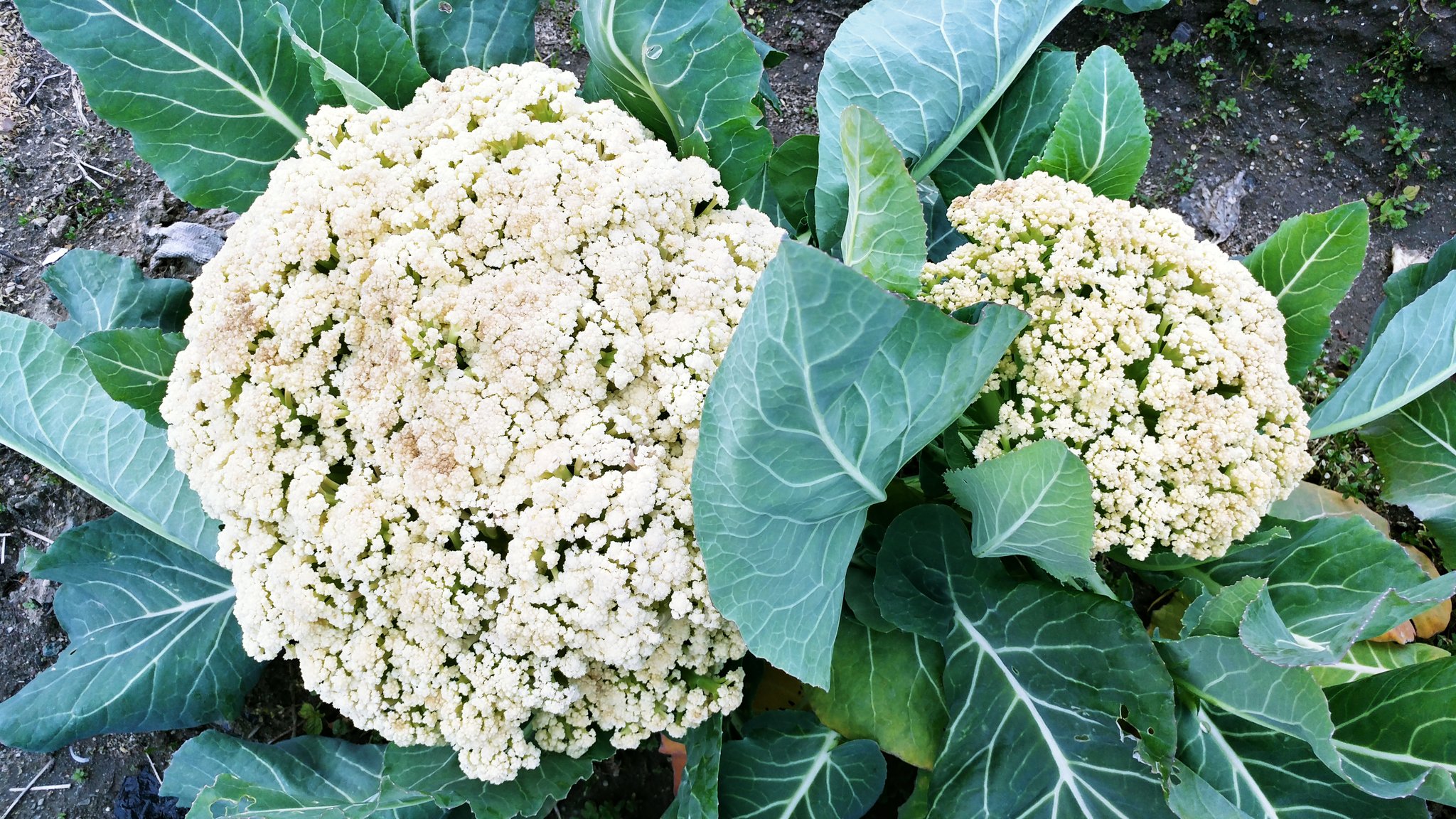 さくら子 おはようございます 今日も一日頑張ってね 昨日帰りに家庭菜園へ寄ったらなんと行けなかった間に成長し過ぎた巨大 カリフラワーが出来てました 右側が普通サイズなんですわ ちょこんと暖かい日があればカリフラワーのお花さん咲くかもよ