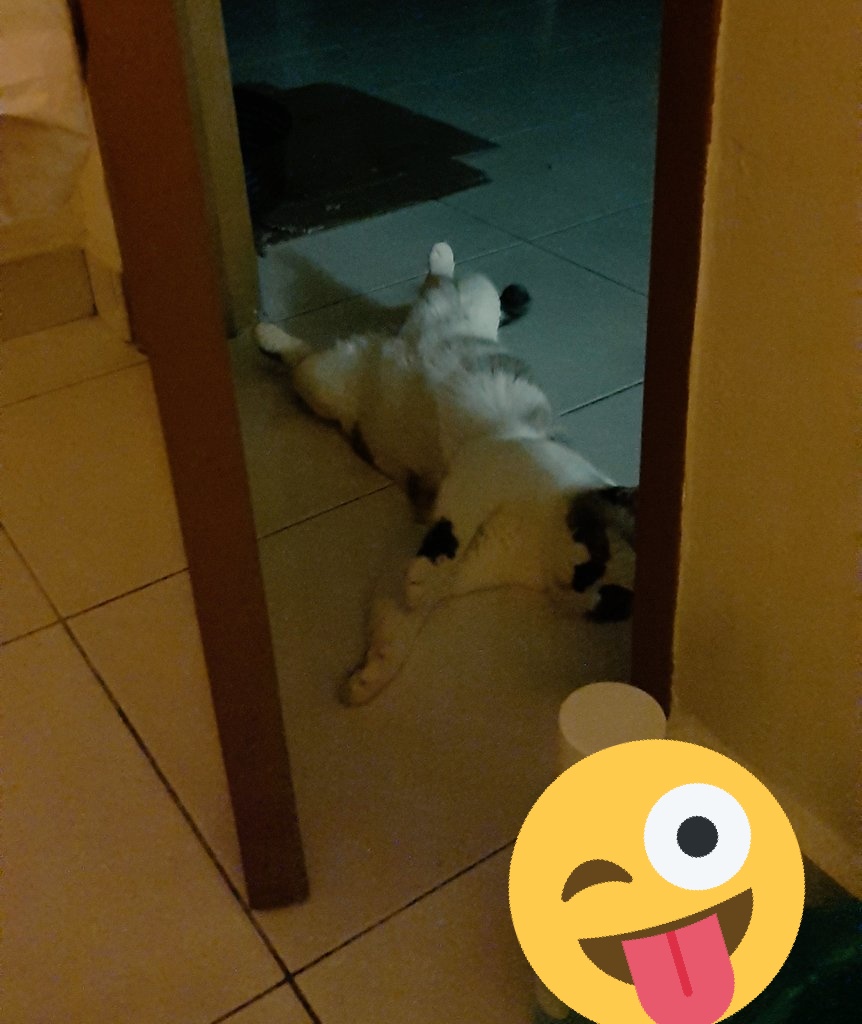 YattdGreatest's tweet photo. "Alamak. Baru ingat nk skodeng bawah pintu. Dia bkak pulak pintu nih. Adeh kantoi" #Momot https://t.co/uXNEnQqJfF