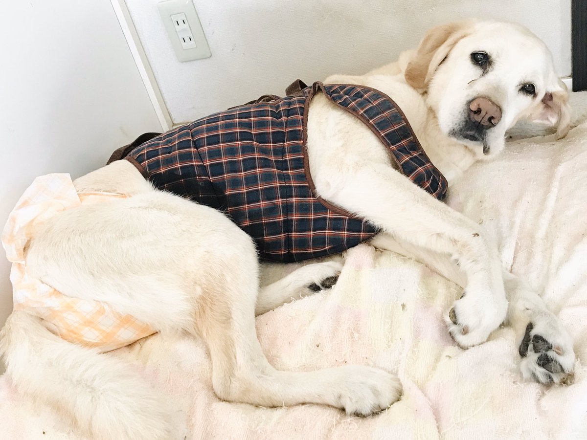 Yuki A 募ってはいるが募集はしていない 犬 おしっこは出ているがおもらしはしていない 人 とりあえずおむつ替えましょう 老犬介護 障老愛犬介護 秘密結社老犬倶楽部 昔は介助犬今は要介助犬