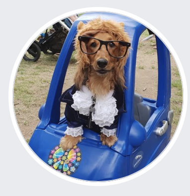 Petcationz's tweet photo. Werriwa Wiener Dash - https://t.co/2FbXEhdih1 https://t.co/SECAZS57xd