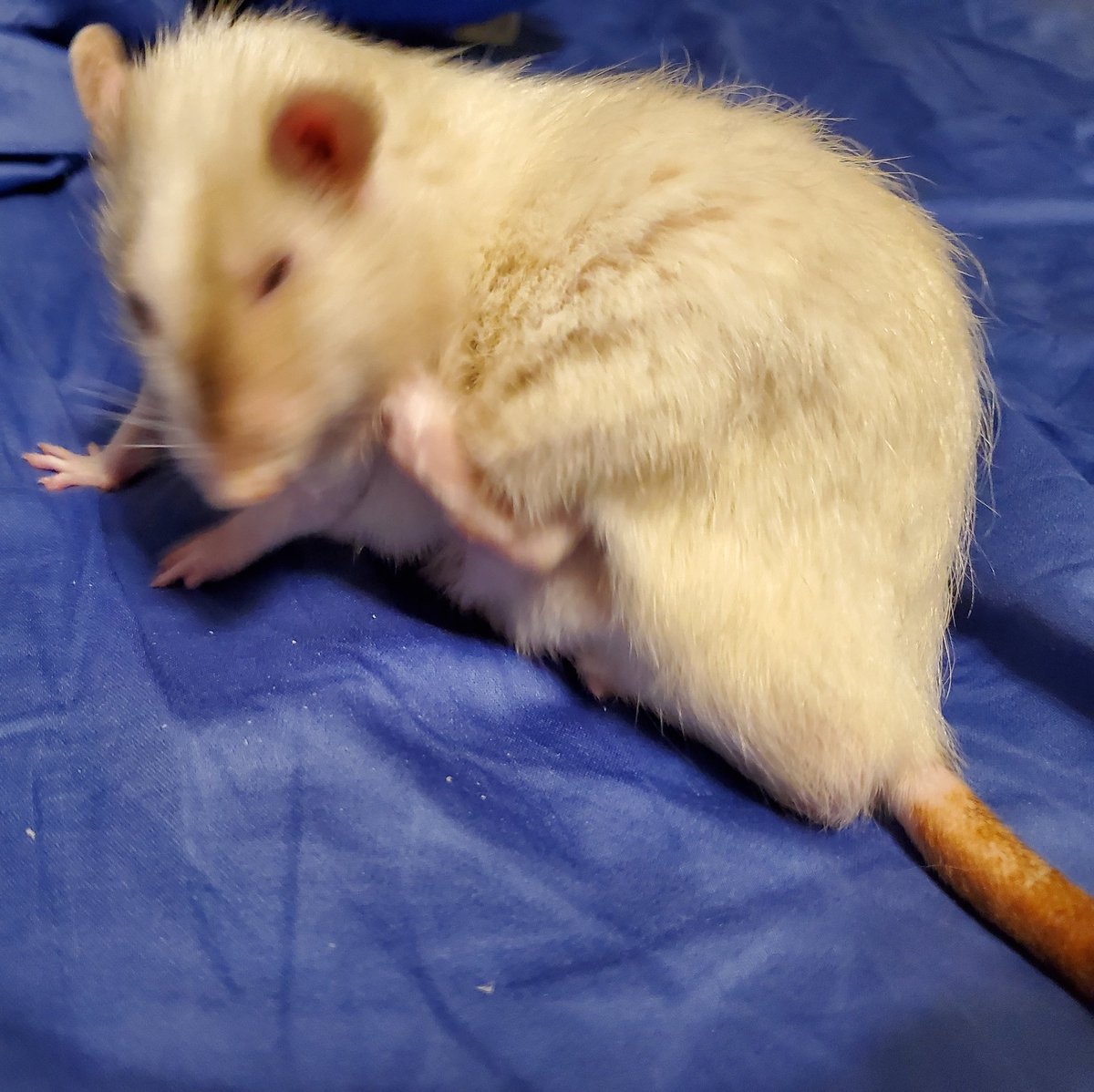 ZakariyaAliSher's tweet photo. Harvey has grown into such an adorable little chonk! Here he is mid-scratch! ❤🐀
#PetRats #rats #animals #pets #ratties #Himis #Himalayanrats #rattusnorvegicus #fancyrats #rattieyoga #ratsoftwitter🐭 #chonks #adorablechonks #fatrats https://t.co/bXmLXN1ZKR