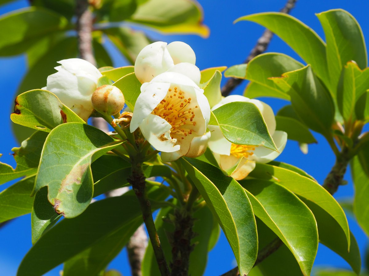 ヒメツバキ(固有種)の花が咲き出していますが、実もたくさんできてい