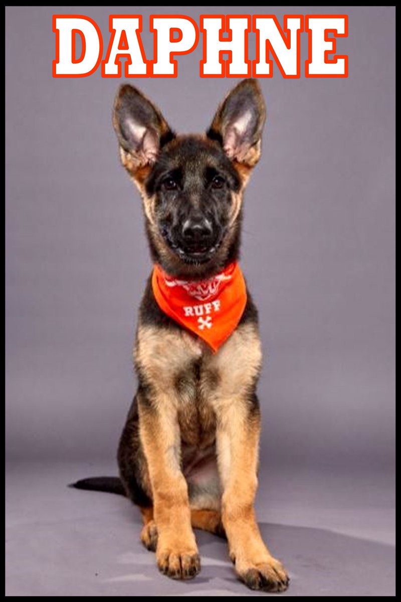 DWilsonzoo's tweet photo. @DoubleJDogRanch Look at the Double J Dog Ranch 2020 Puppy &amp; Dog Bowl participants! https://t.co/za20FLSWu1