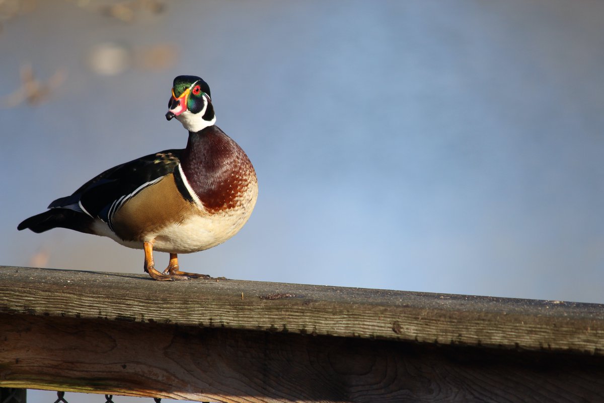 A multi-coloured duck with a green head, orange beak, brown breast, tan belly, and brilliant red eyes sits on a railing, peering curiously at the photographer.
