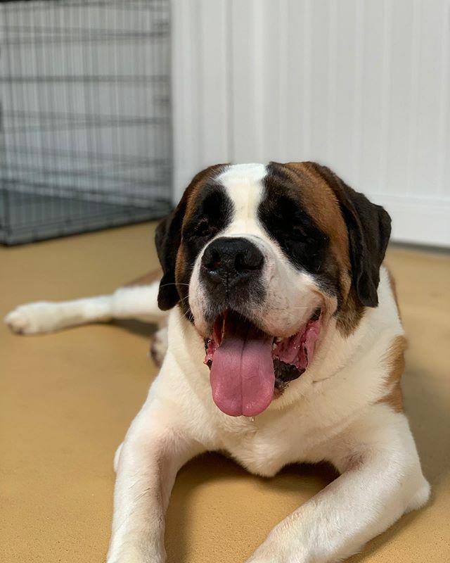 thebarkeley's tweet image. Happy Tongues Out Tuesday Everyone!!
.
📸: @photography.tdvg
🐶: Hugo
.
.
.
#doggo #tonguesouttuesday #tot #totdog #tuesday #tongue #tonguesout #cute #old #senior #seniordog #dogdaycare #dogdaycarefun #dogdaycarelife #doghotel #hotelfordogs #doggos #do… ift.tt/36FFTxD