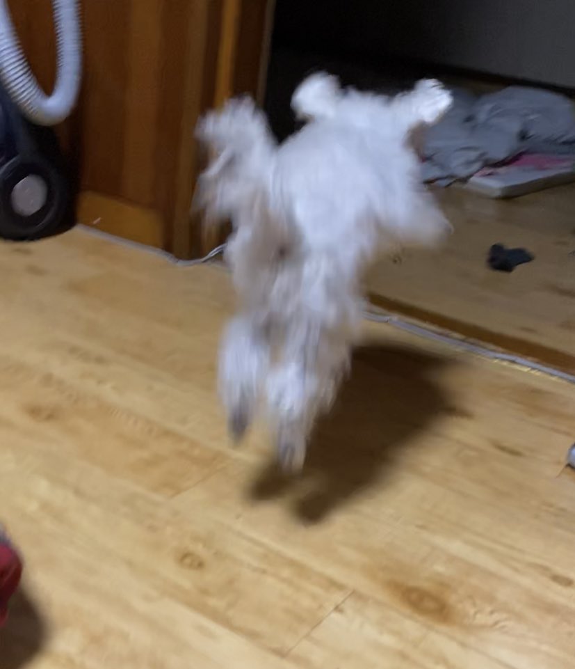 뽀그리 진정해🤣