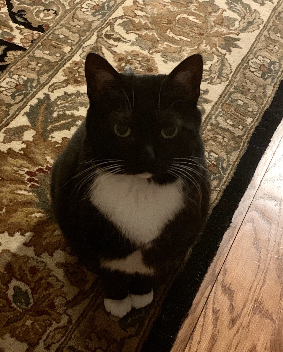 CamerynOrr's tweet photo. luna // luna https://t.co/FzQS8v1TPm
