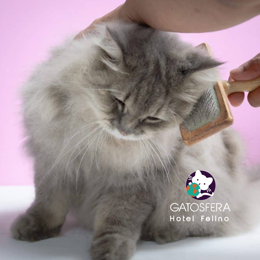 GATOSFERA tweet media