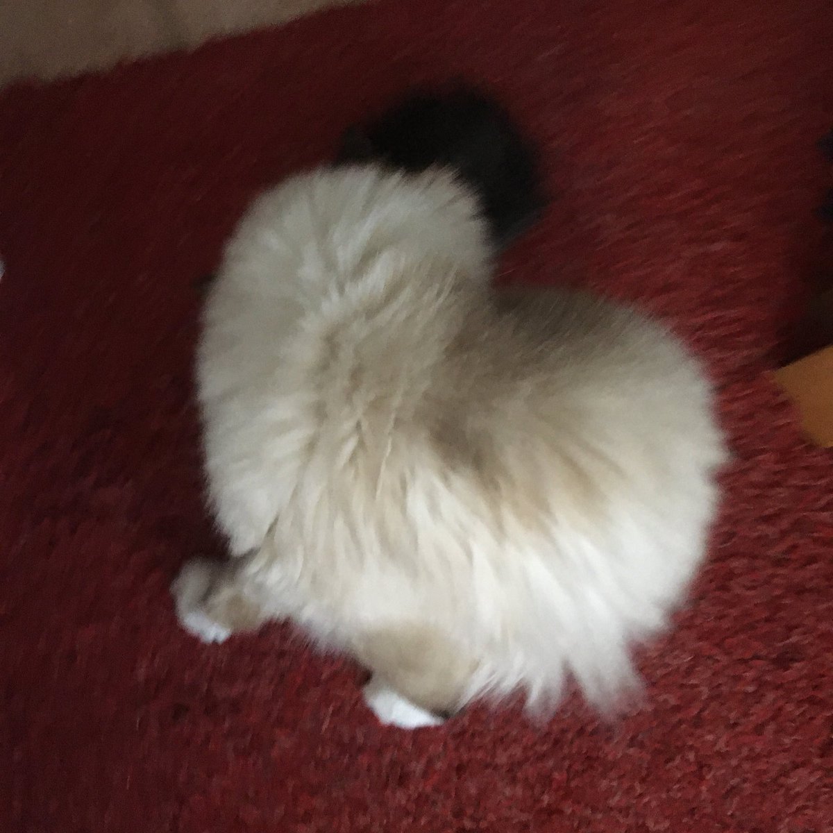 Pamcake is shaped like a kidney bean. She has no head. I really don’t know how to describe this. I’m sorry. It’s too baffling.