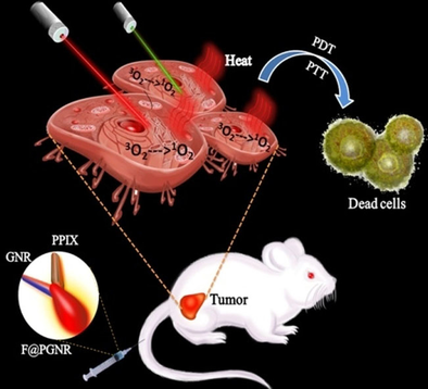 ChemEurJ's tweet photo. Jayasree et al. @sctimst_tvm report a gold nanorod-photosensitizer complex for near-IR imaging of cancer cells and photodynamic and photothermal therapies #DrugDiscovery #ImagingAgents https://t.co/WNMD2WMLeF https://t.co/bFztbynz1j