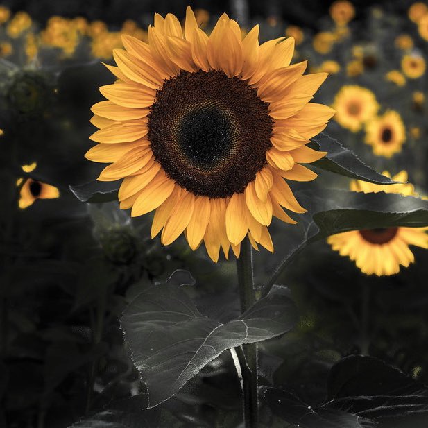 drxwnthecityy's tweet image. Sunflower inspired! Used @juviasplace #ZuluPalette, @ABHcosmetics eye primer, @mehronmakeup paradise paint, and @BenefitBeauty #RollerLash mascara! 🌻