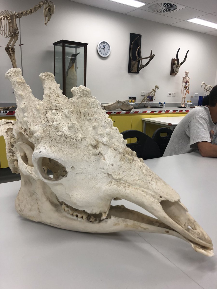 simon chehebar tweet media