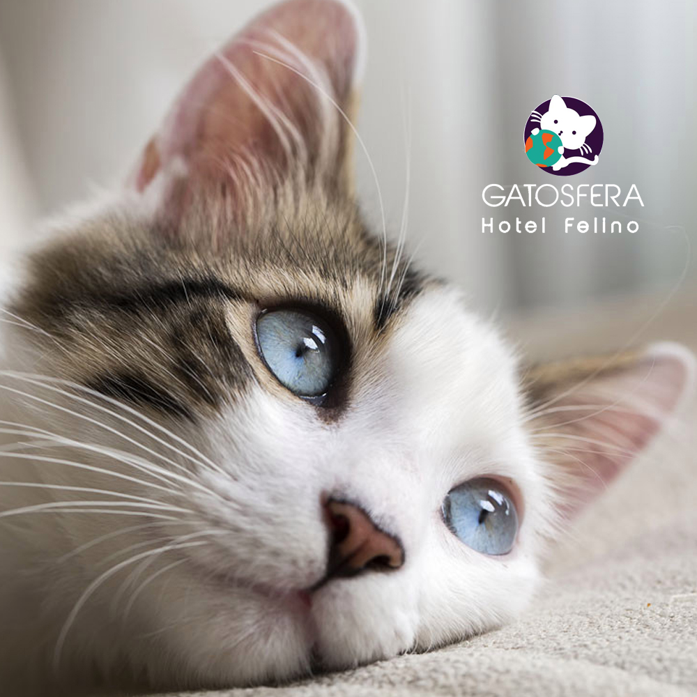 GATOSFERA tweet media